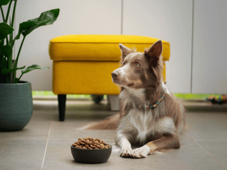 Kontakta Doggy AB Doggy AB