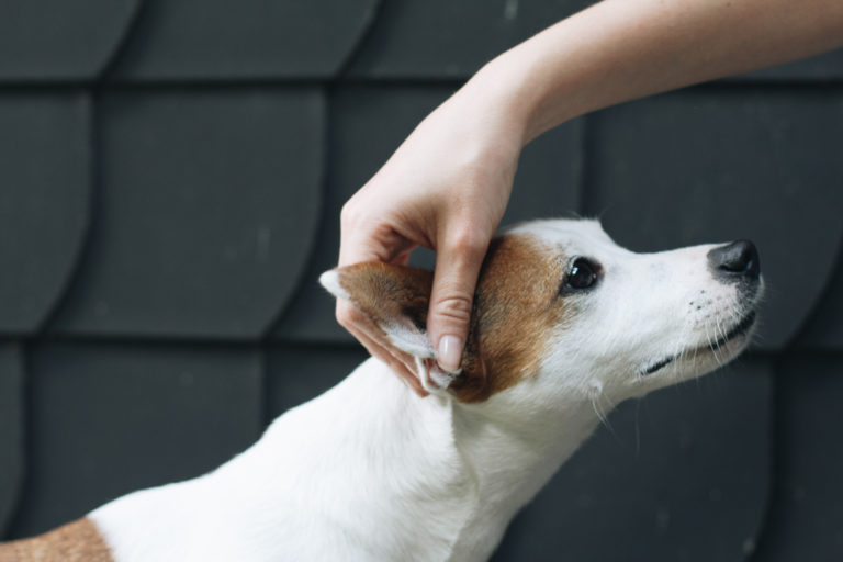 Augen & Ohren Kontrolle inklusive Reinigung Hunde Blog