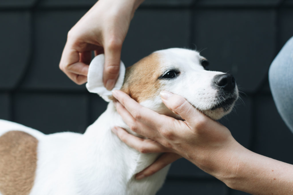 Augen & Ohren Kontrolle inklusive Reinigung Hunde Blog