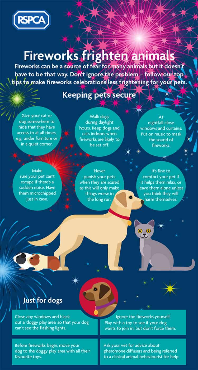 How Do You Stop A Dog From Shaking From Fireworks
