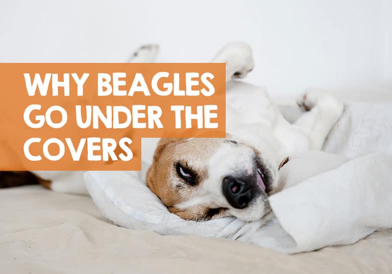 Why Do Beagles Go Under the Covers & Burrow to Sleep?