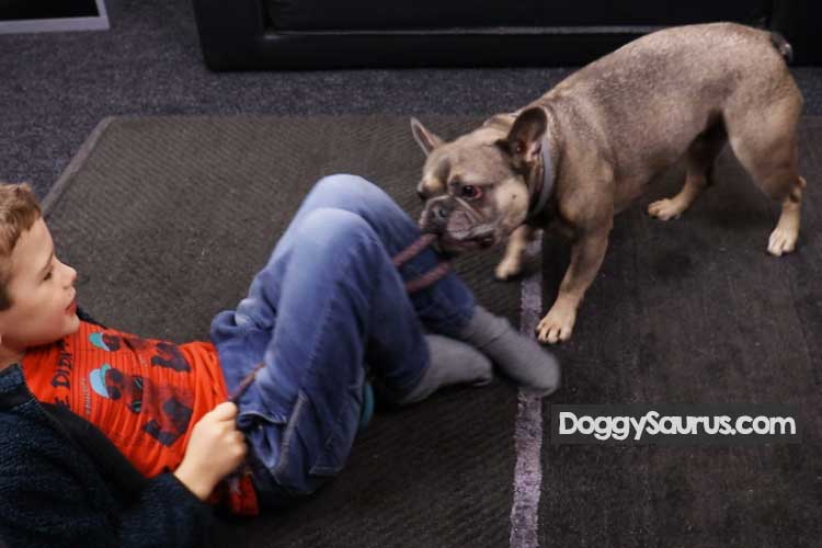 Once a Dog Bites Will It Bite Again? It Depends... Find Out Why