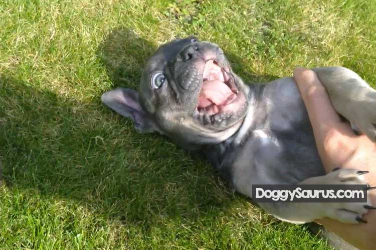 Once a Dog Bites Will It Bite Again? It Depends... Find Out Why