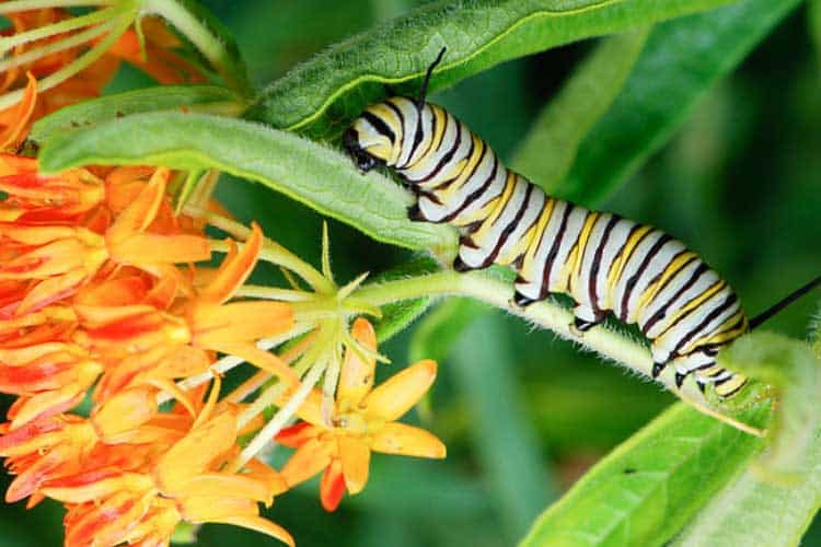 Are Caterpillars Poisonous to Dogs? + 17 of the Most Toxic!