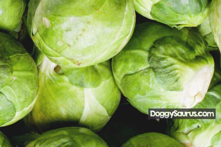 19 Can Dogs Eat Raw Brussel Sprouts Home