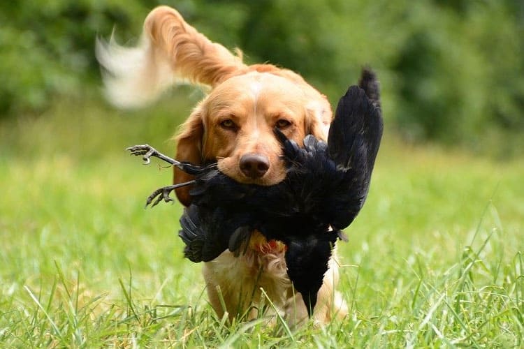 Why Do Dogs Kill Birds? + How to Stop the Killing & Chasing