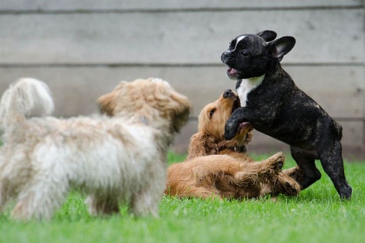 Boarding a Puppy for the First Time How to Prepare for Kennels