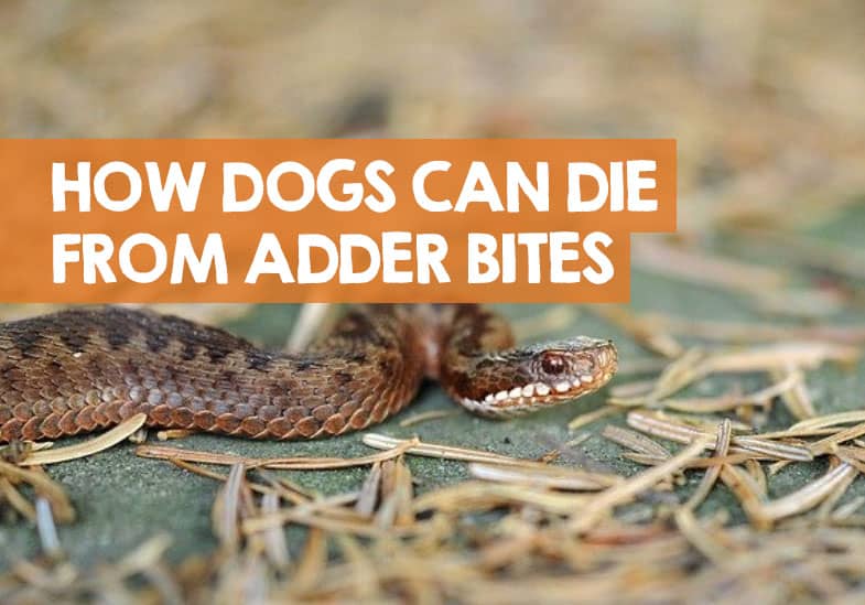 Do Dogs Die from Adder Bites? UK Death & Injury Statistics