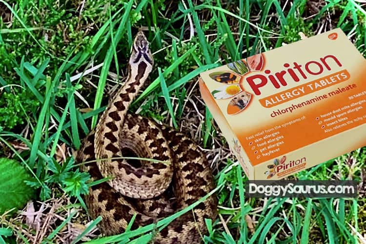 Giving Dogs Piriton After Adder Bite How Much, How Safe?