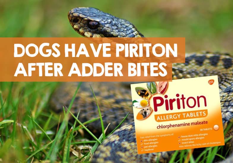 Can I Give My Dog Piriton Tablets