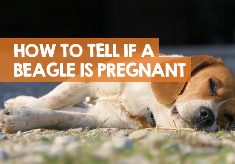 When Can You Feel Puppies Move / Helping Your Pregnant Dog Give Birth