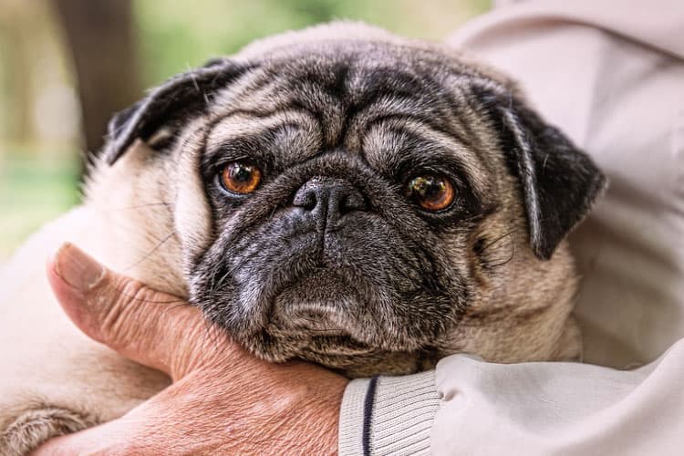 Pug Heat Cycle How Many Times a Year & Signs How to Tell