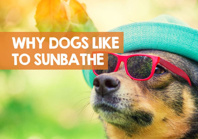 Why Do Dogs Like to Lay in The Sun & Sunbathe?