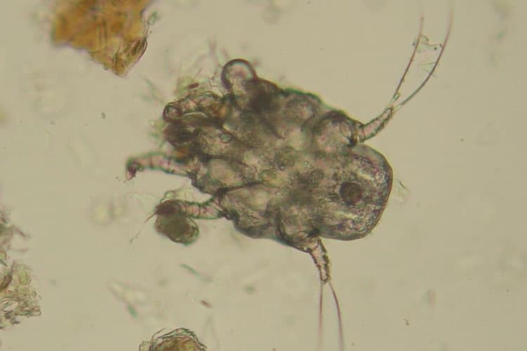 Can Dogs Get Ear Mites from Cats? (Contagious Catching & Treatment)