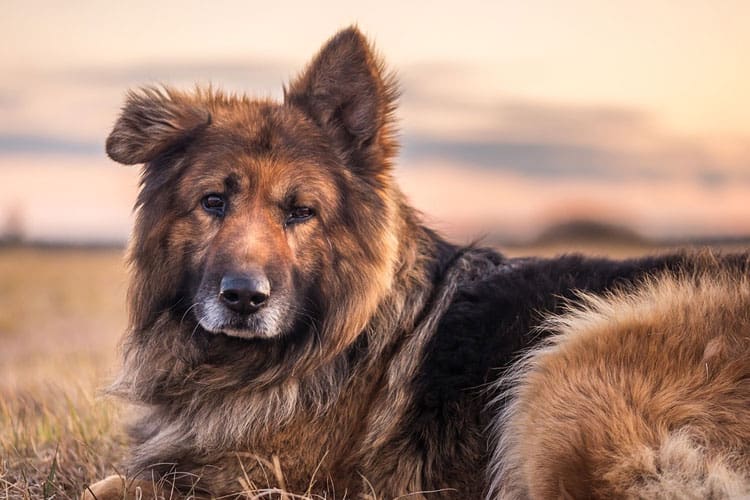 When Do German Shepherd Puppy Ears Stand Up? + Stop Flop!
