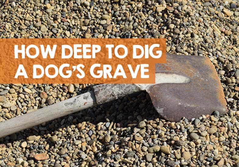 How Deep to Dig a Dog Grave in Your State or County Law!