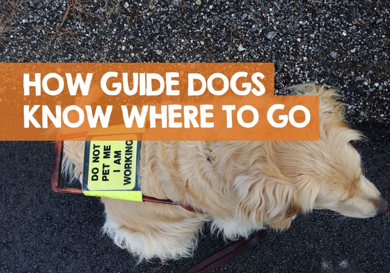 How Do Guide Dogs Know Where to Go? (Cross Roads & Buses)