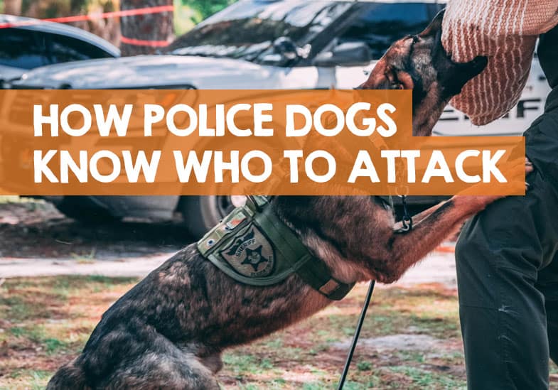 How Do Police Dogs Know Who to Attack, Chase, or Bite?
