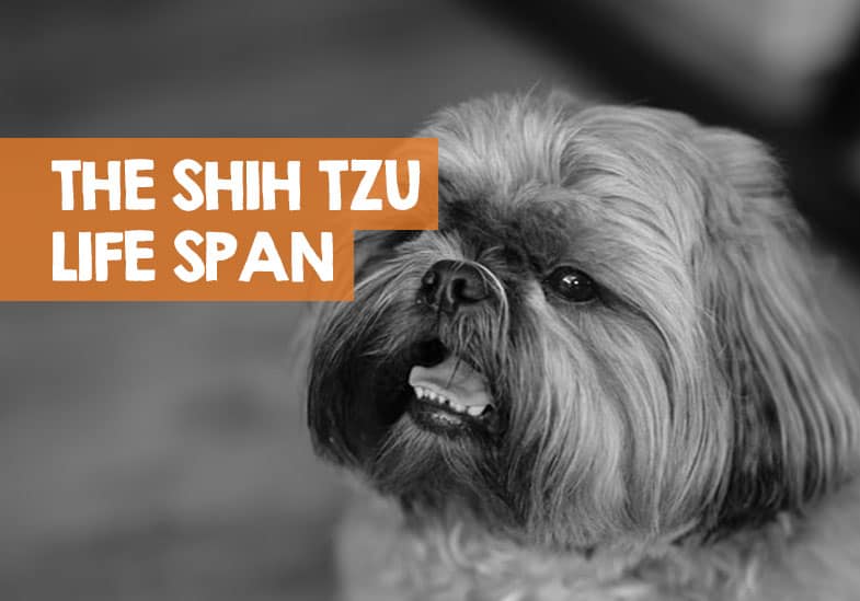 The Shih Tzu Life Span How Long do Shih Tzu’s Live For?