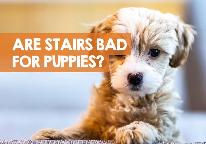 When Can Puppies Climb Stairs Safely (Is it Bad for Hips)?