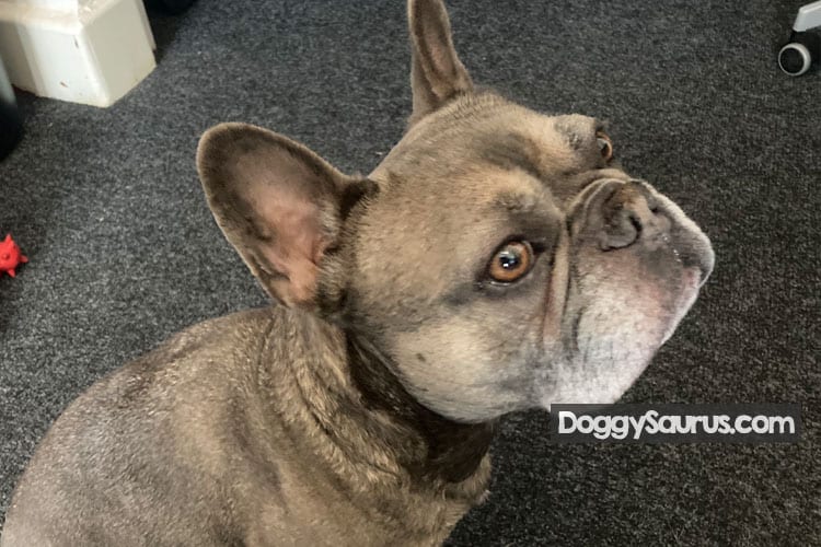 Why Do Dogs Smell Your Crotch Area & Privates Obsessively?