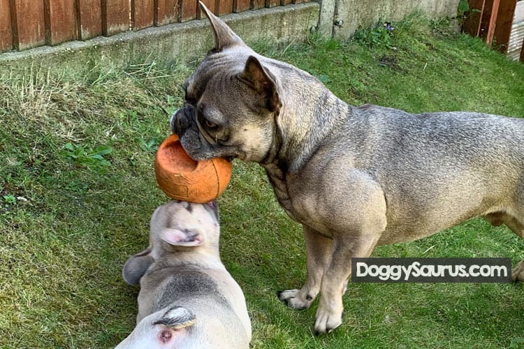 How Do Dogs Show Dominance Over Humans