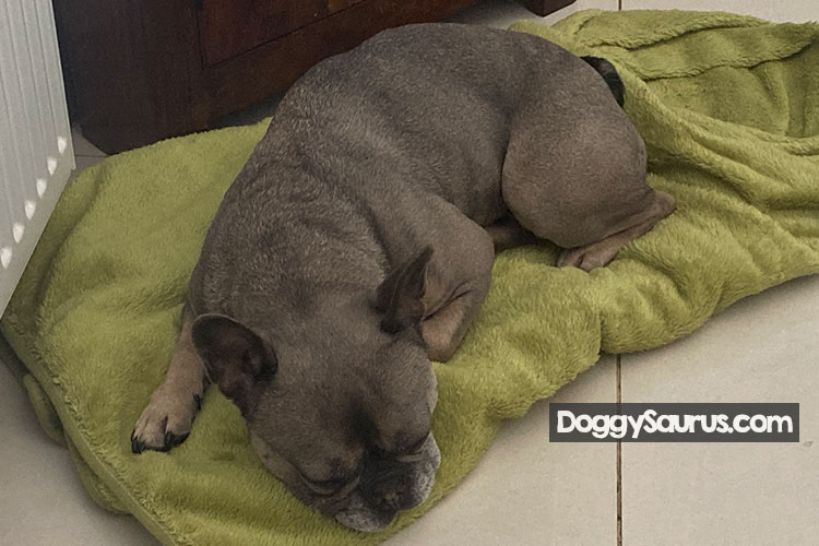 How Long is a French Bulldog Pregnant For? + Signs of Pregnancy