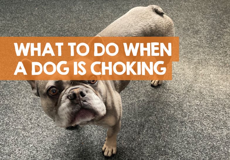 What To Do When a Dog Is Choking? (Food, Rawhide, & Water)