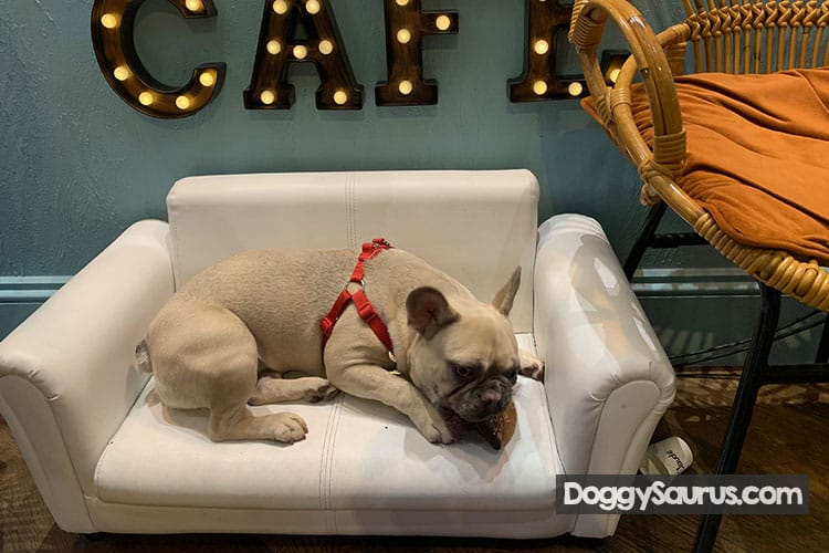 Do Dogs Know When Their Birthday Is A Dog Wearing A Birthday Hat