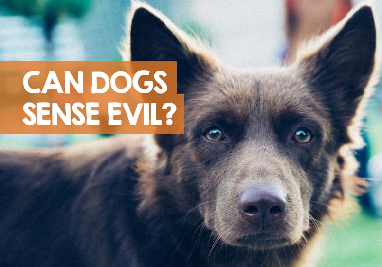 Can Dogs Sense Evil (in a Person or a Presence)? Truth Bomb