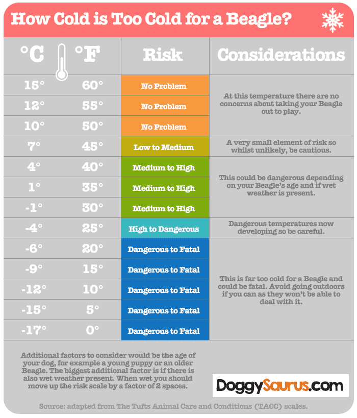 Beagle Cold Weather Guide How to Keep Beagle Warm in Winter