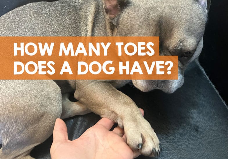 How Many Toes Does a Dog Have? (...it's more than you think!)