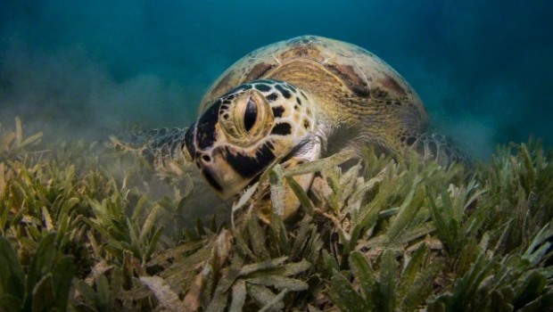 Planning Food for Your Pet Turtle Doggy Bakery