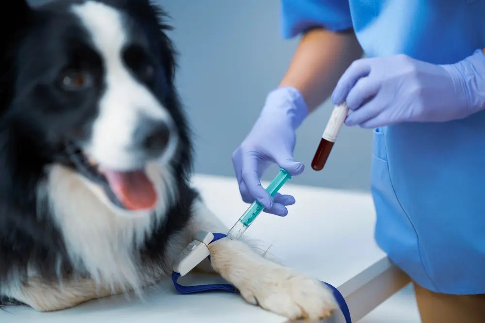 The Importance of Understanding Your Dog’s Blood Type