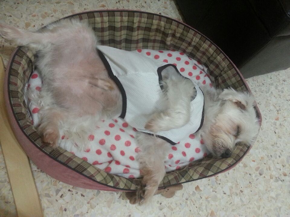 Dog Homestay Dog Haven