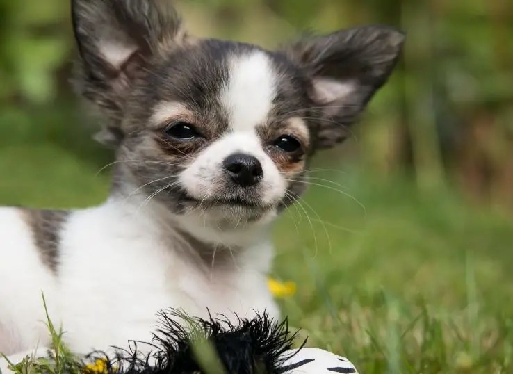 Top 8 Small dog breeds in India (Most Popular)