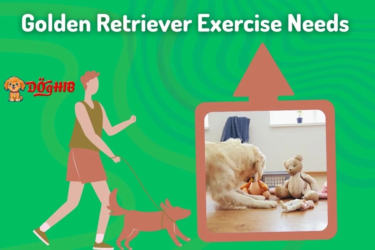 Golden Retriever Exercise Needs by Age DogHIB