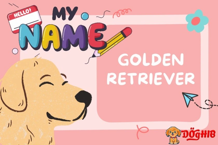 Top 283 Golden Retriever Names Including Male and Female DogHIB