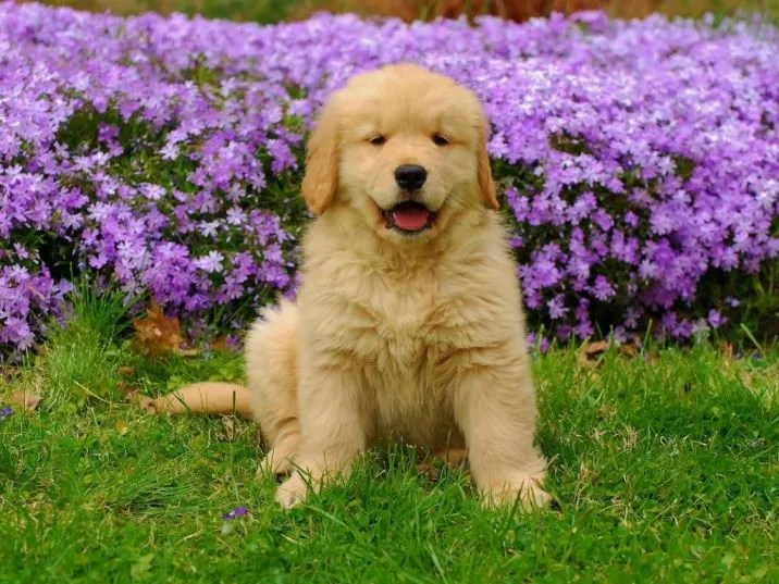 Top 283 Golden Retriever Names Including Male and Female DogHIB