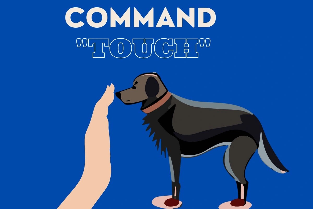 How to Teach a Dog to Touch (5 Stepts) DogHIB