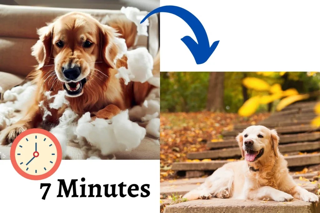 The 7Minute Trick to Calming Down a Hyperactive Dog DogHIB