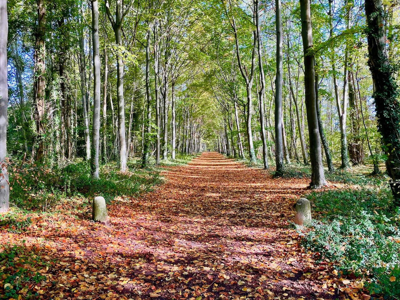 Wandlebury Country Park, a great dog walk in Cambridgeshire