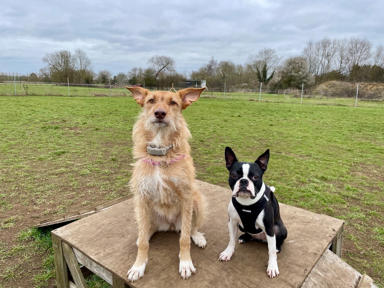 Dog Field Review Paws Paddock in Wallingford