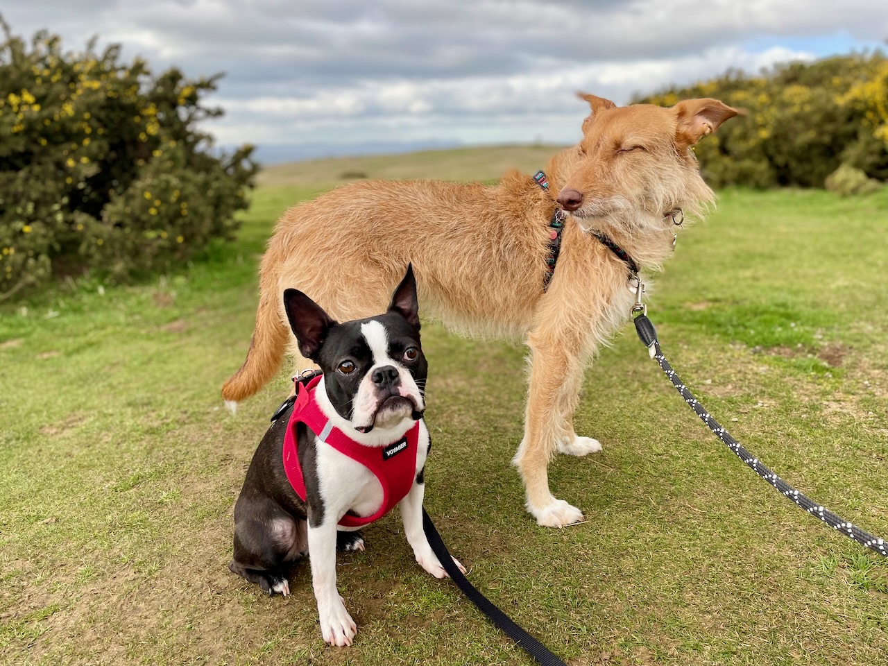 Short dog walk at the Cleeve Common Gloucestershire