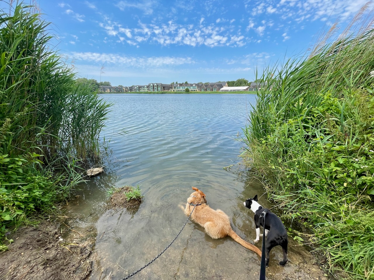 Cotswold Dog Walk at Hubert Johnson blog