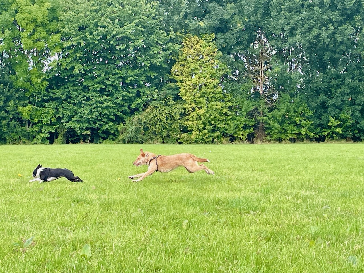 Dog Field Review Blewbury Dog Park