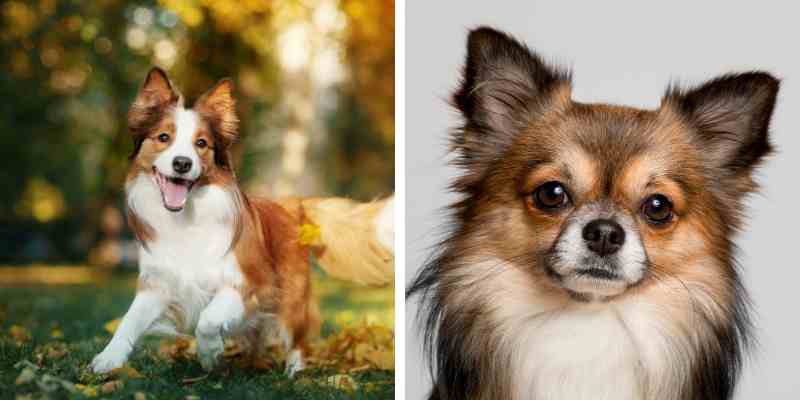 Border Collie Chihuahua Mix Health, Training, and Grooming
