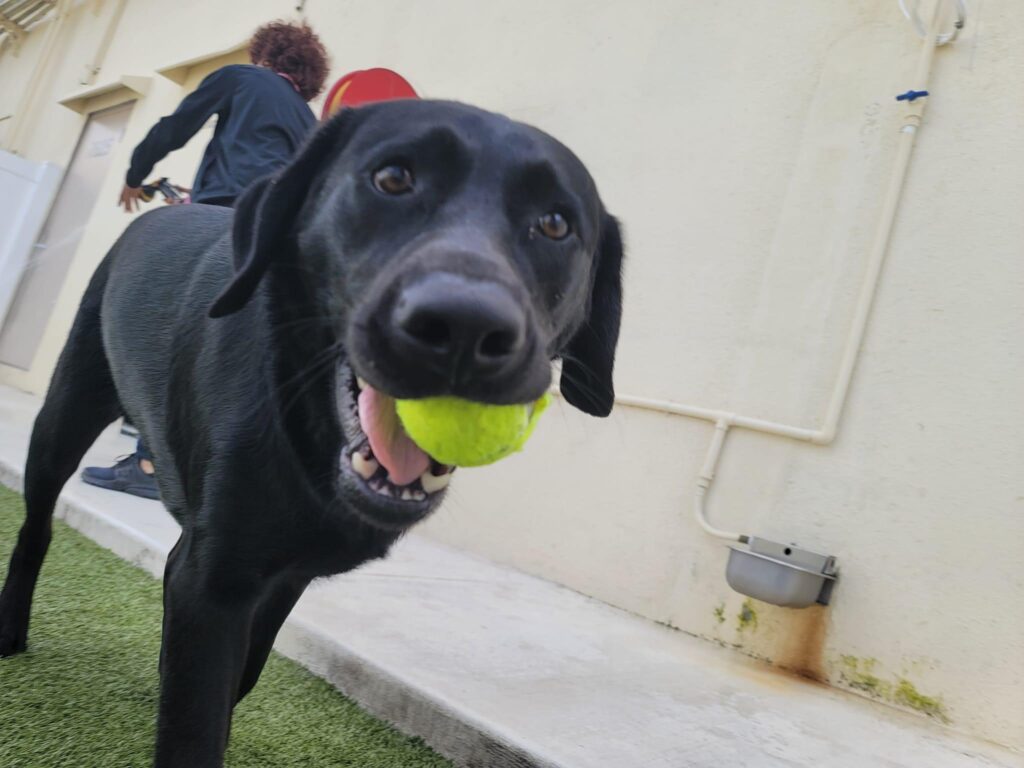 Photo Gallery INN The Dog House