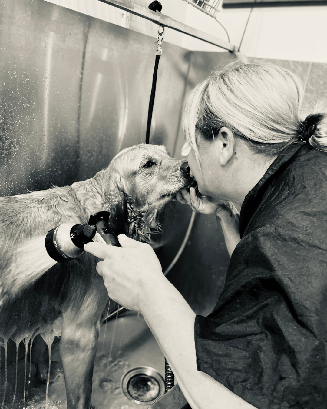 Our Story Dog House Boarding and Grooming