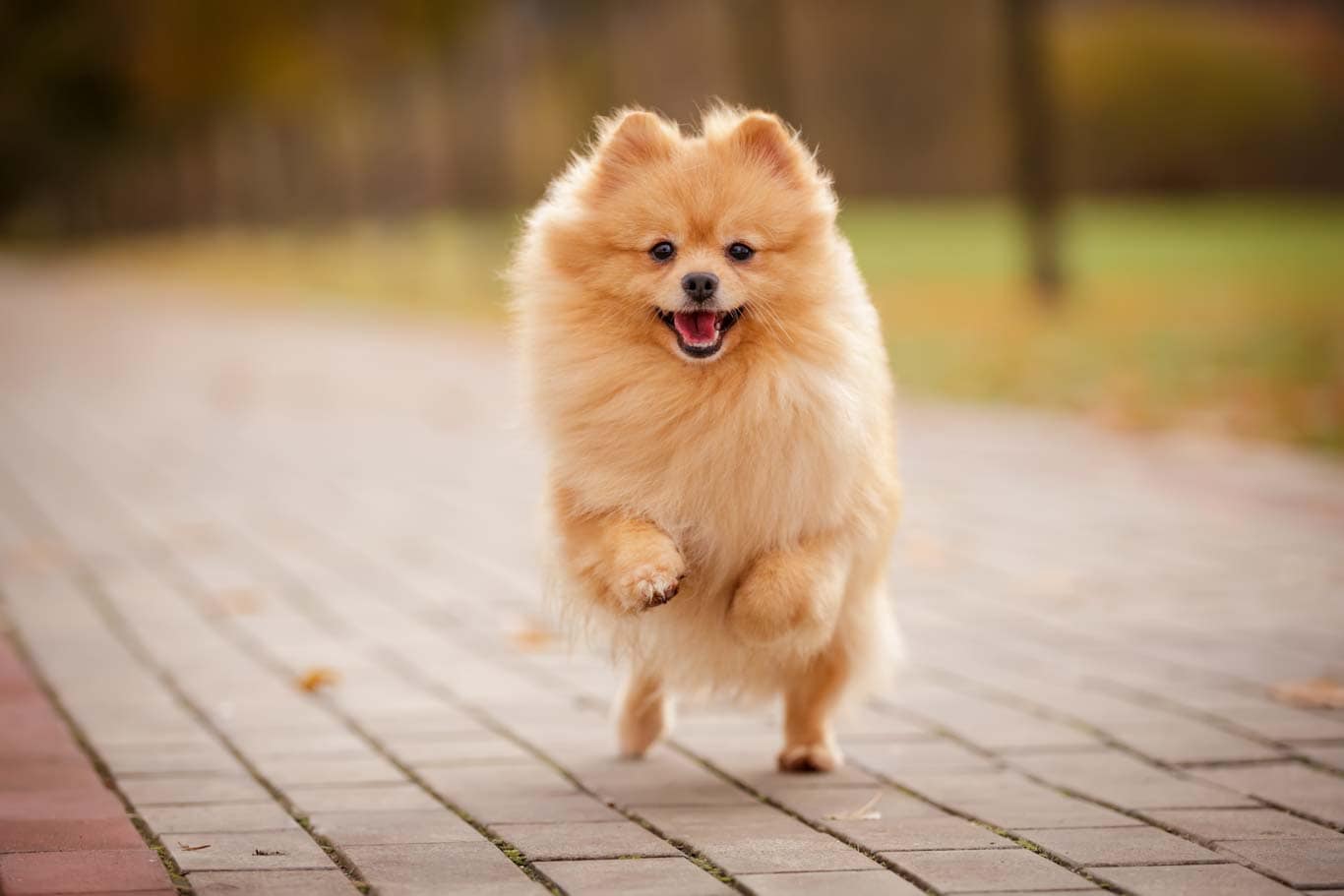 11 Top Small Dog Breeds UK Version